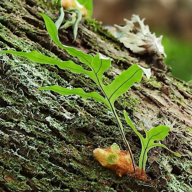 飞哥特殊种植