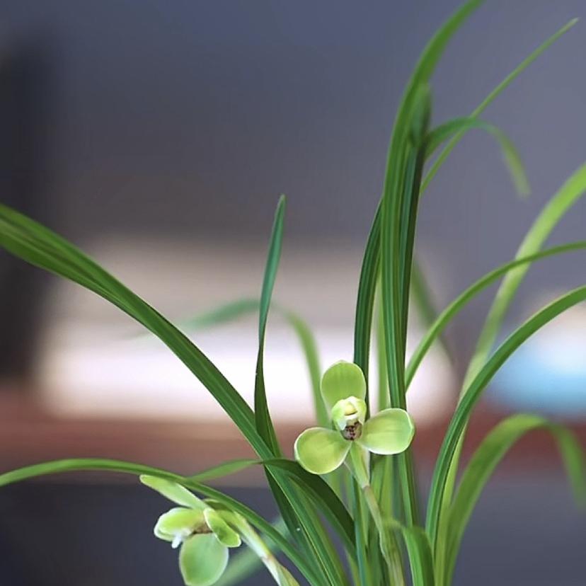 恩妮爱兰（三圣博览兰花）