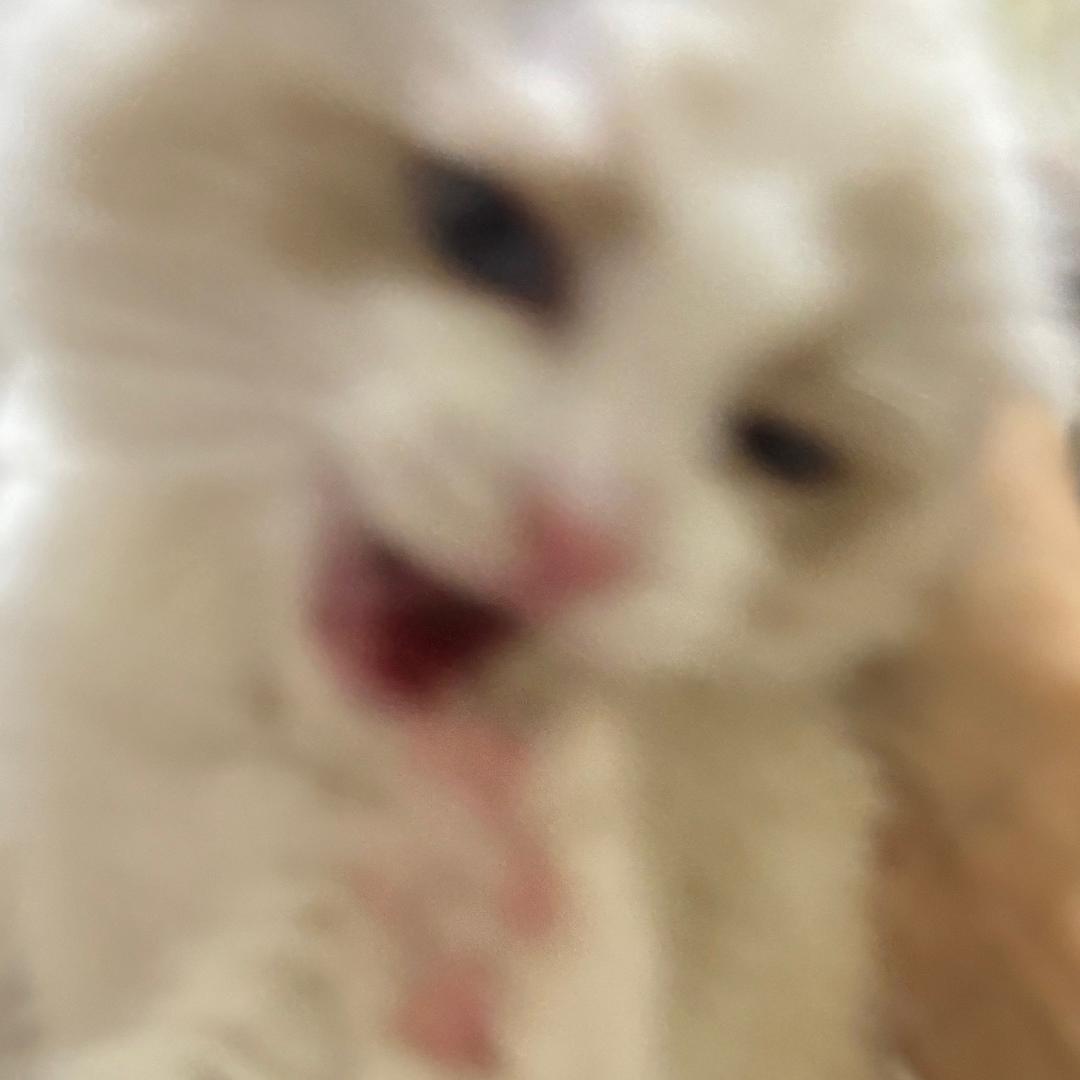 我是mimi的喵喵