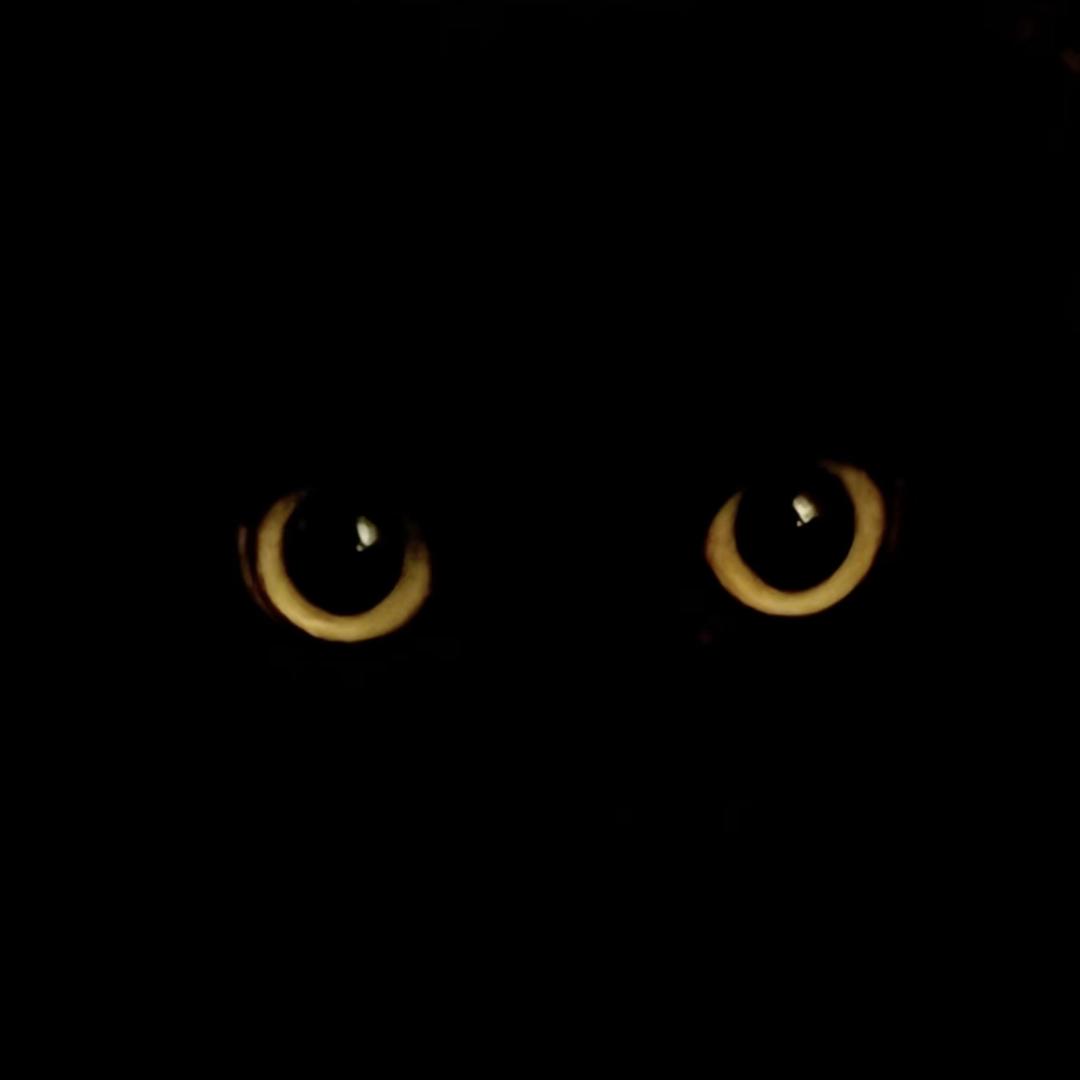 🐾