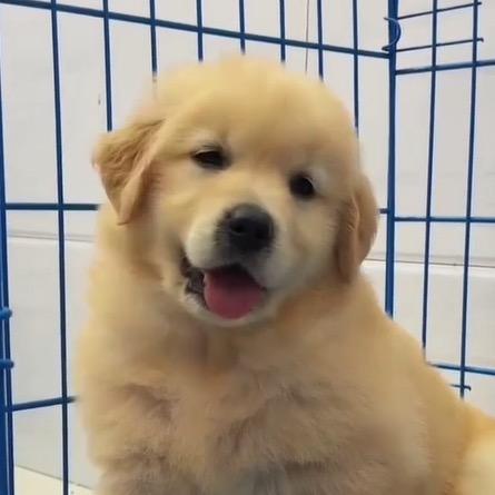 凌跃文化萌宠舍管理员