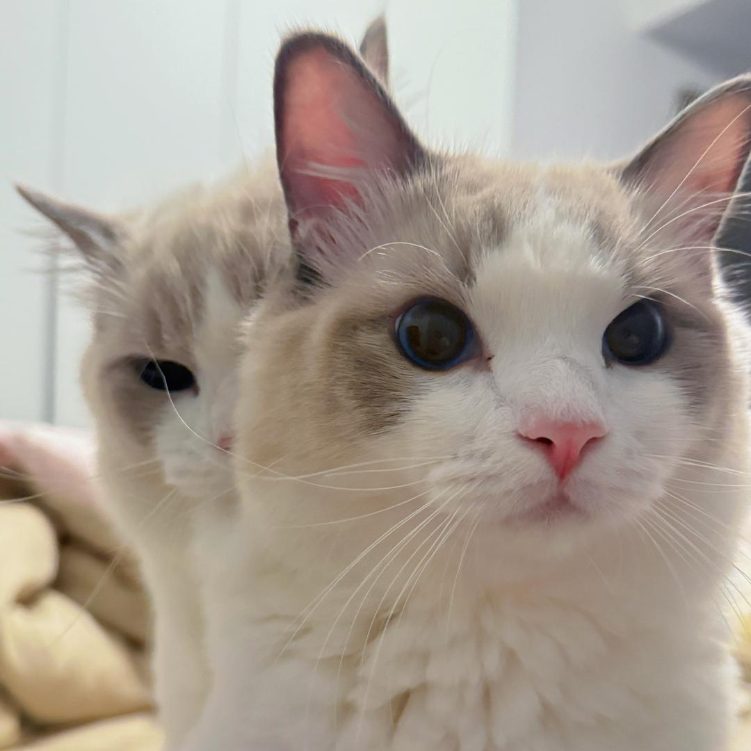 大福大贵有点馋.