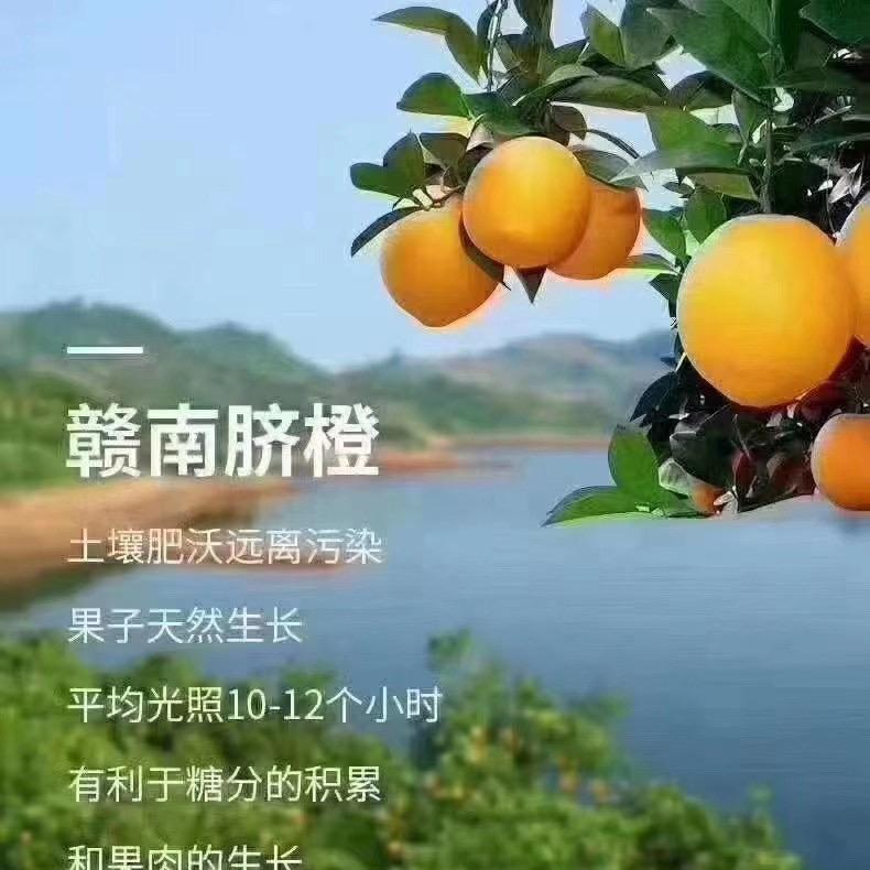 殇璃猫（赣南脐橙）