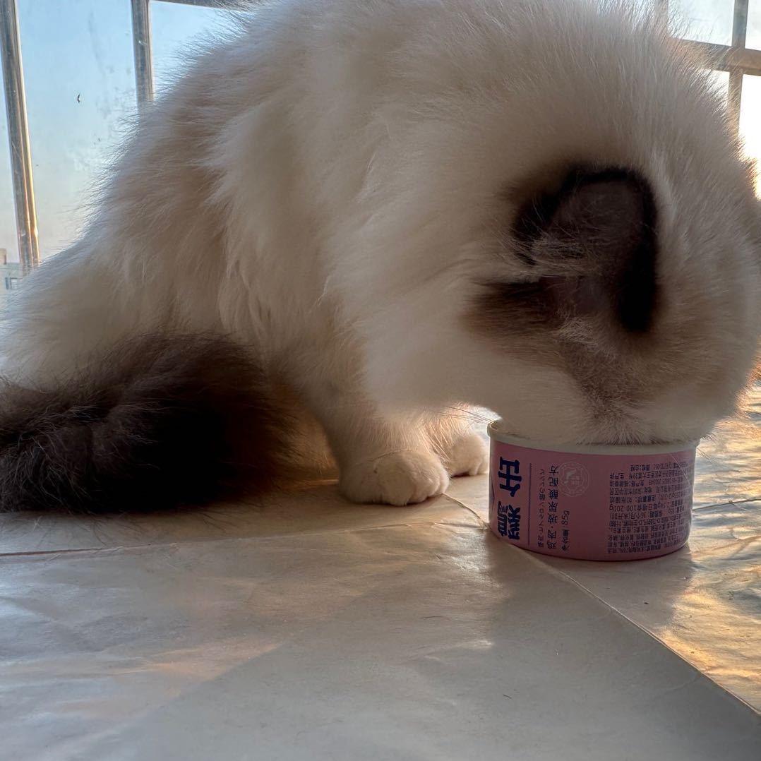 菜狗网友冰瓜瓜