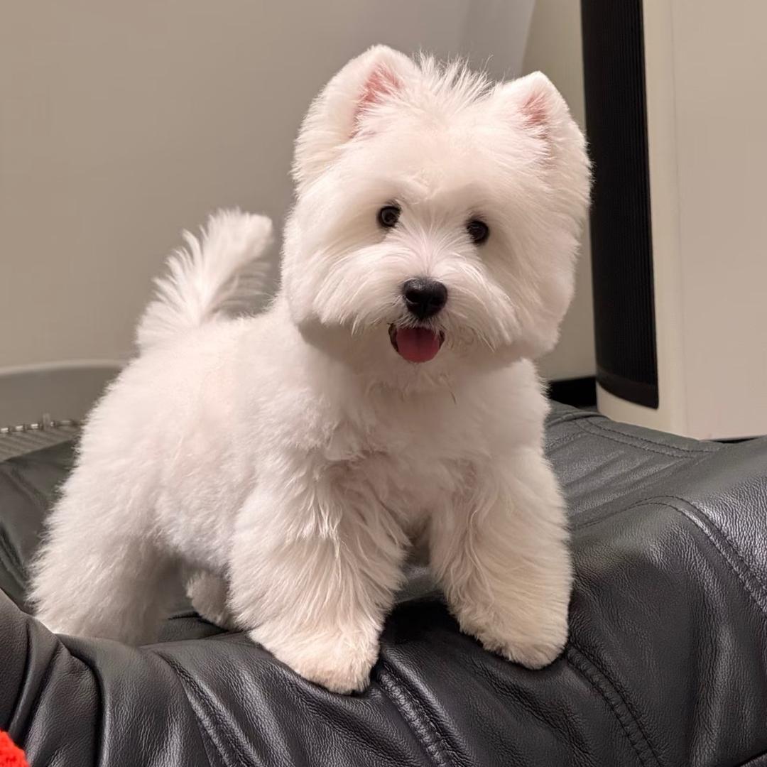 长沙西高地之家-小马哥