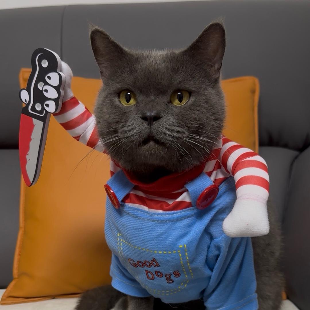 猫粮杀手🥷
