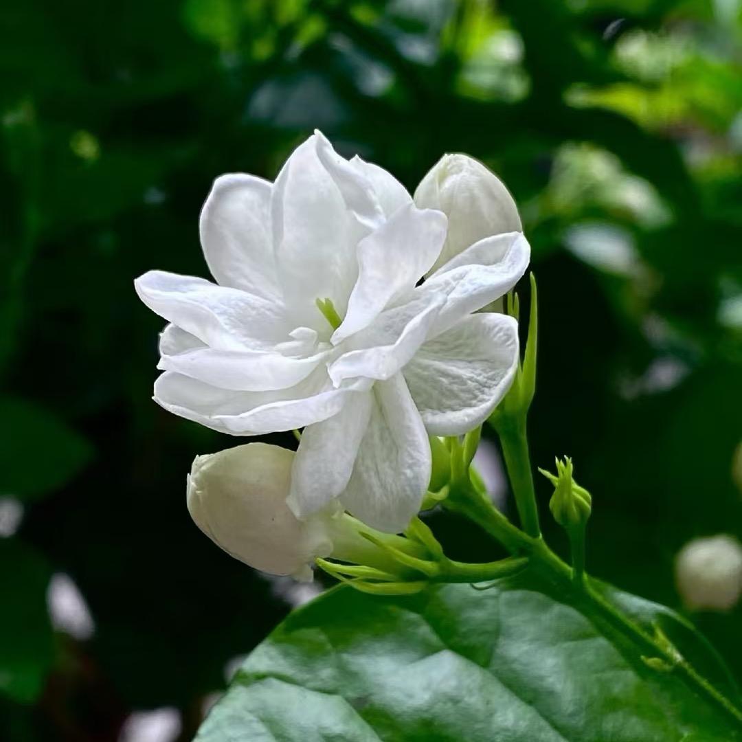 茉莉   ㅤ