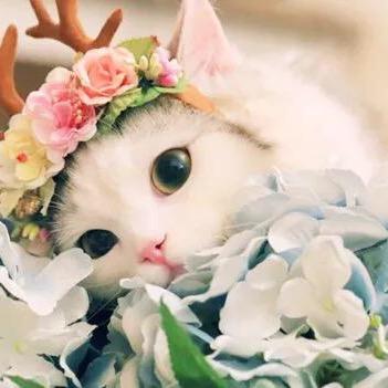 猫尾2022