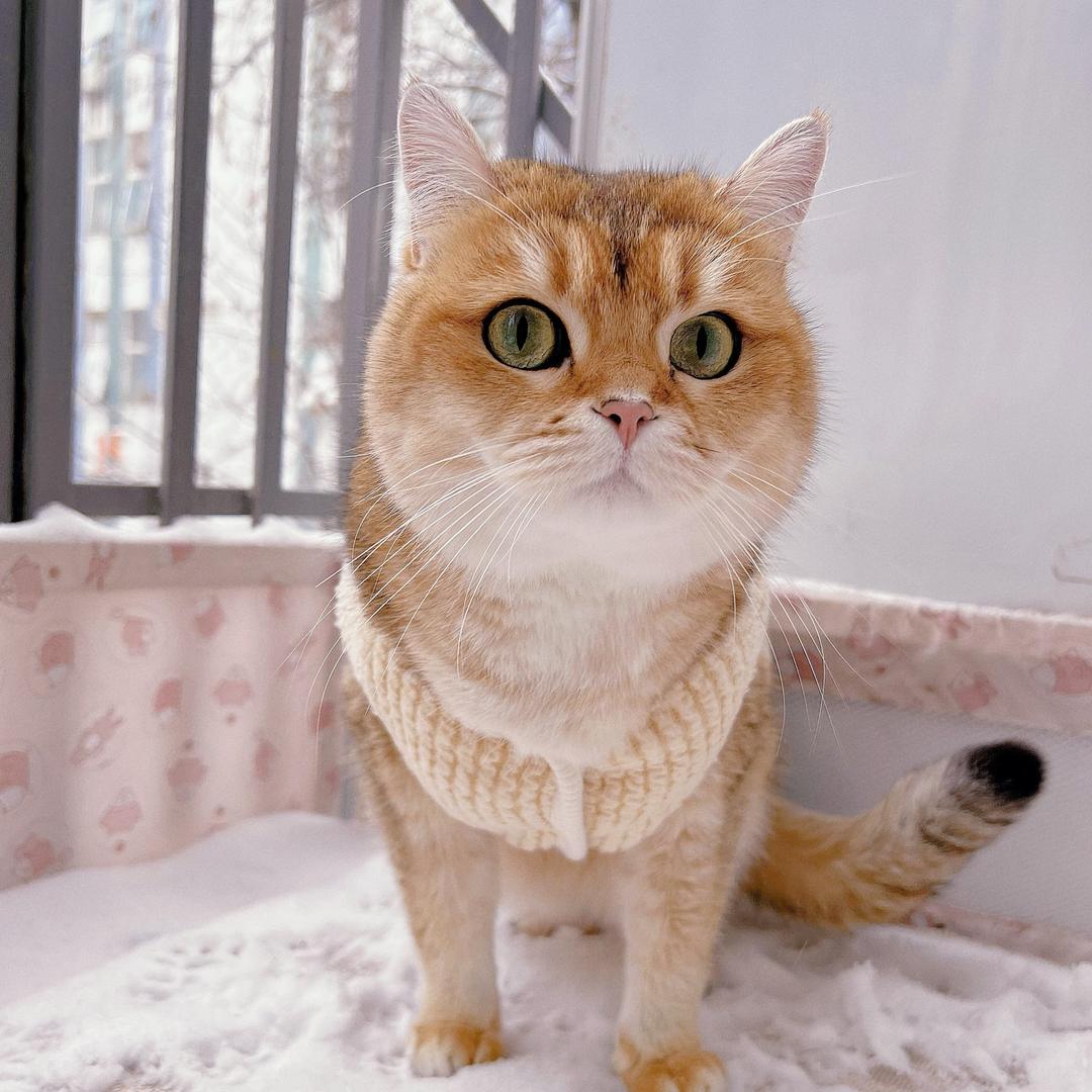 🧚‍♀️谁动了我的琴弦🧚‍♀️