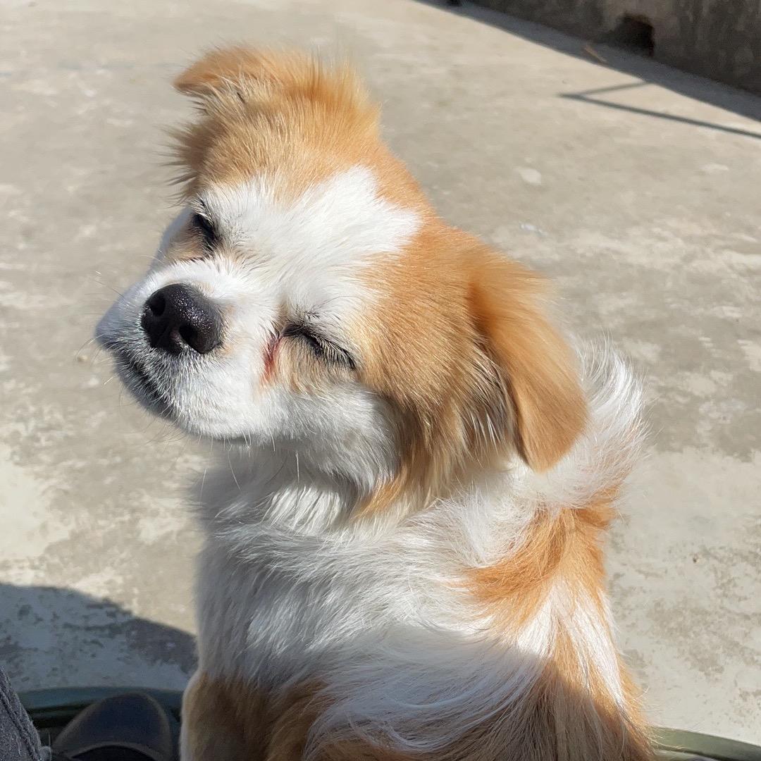 苏家小鱼儿🐟