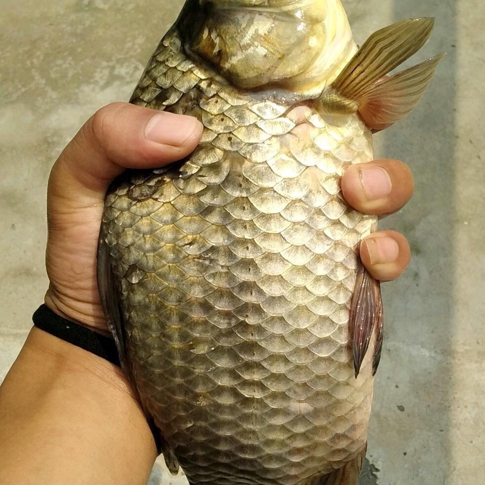 快乐钓鱼