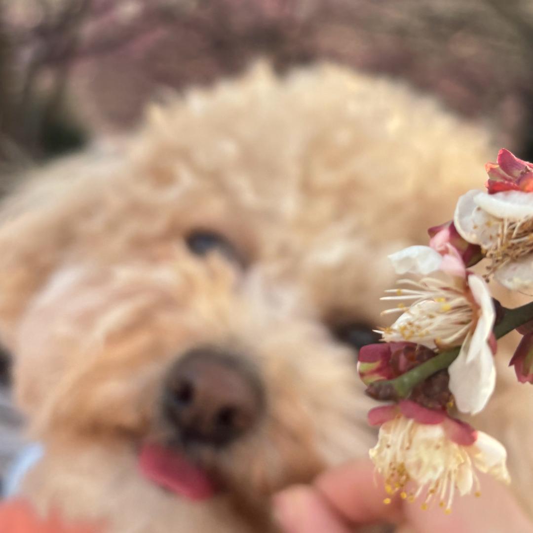 小五的黑粉头子