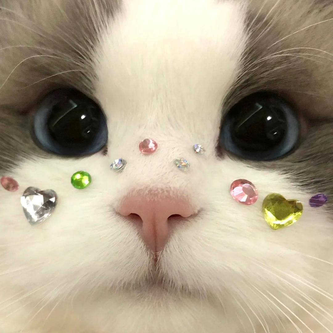 歪头小猫