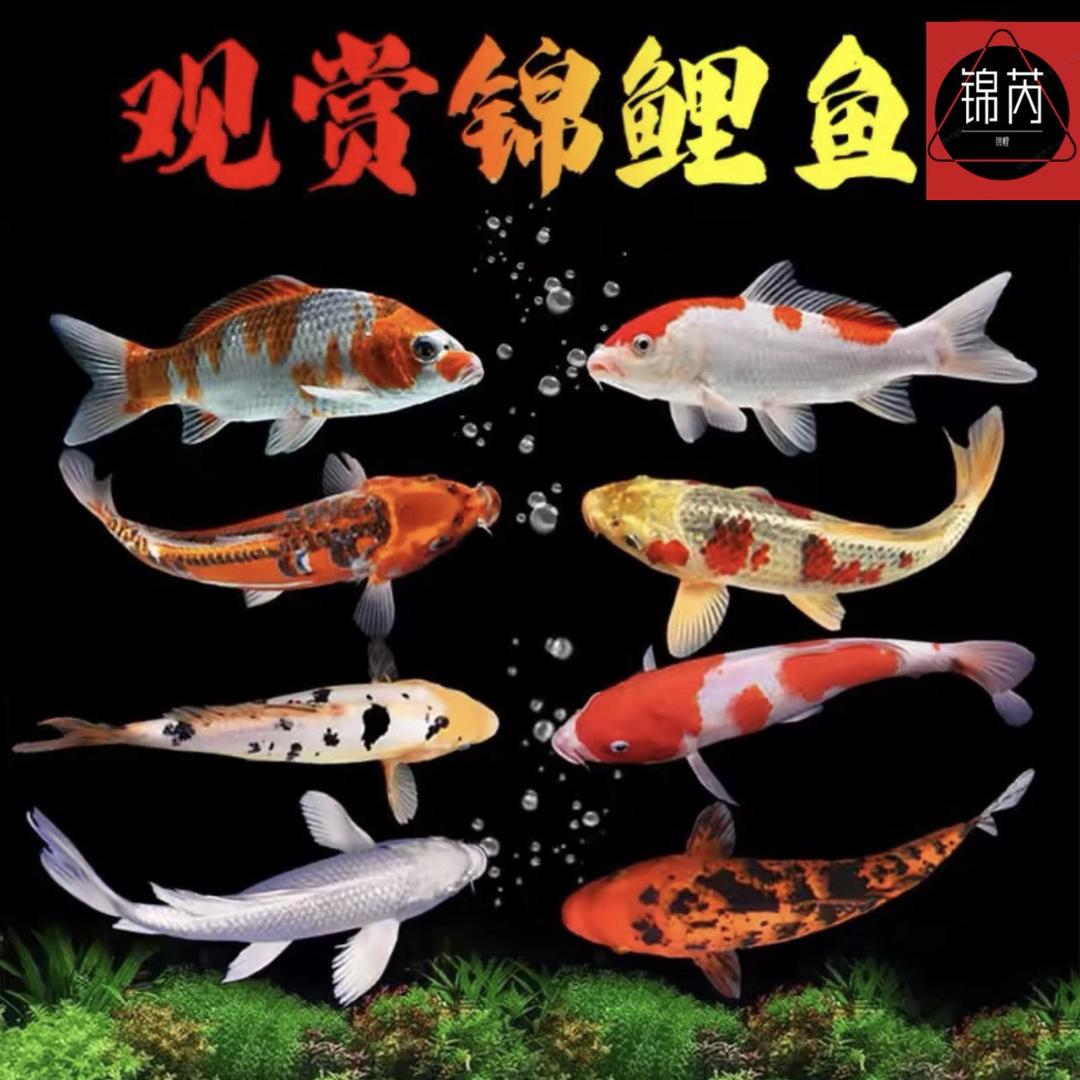 锦芮锦鲤观赏鱼