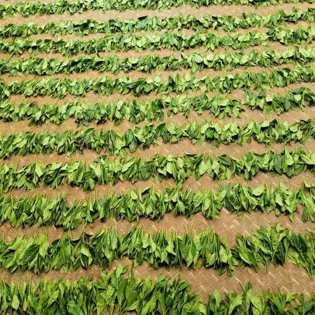 松溪昌林私房茶