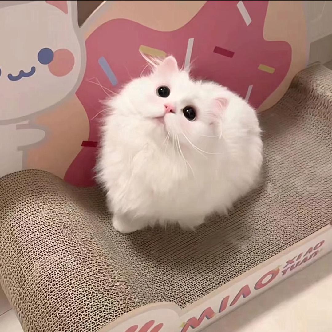 咕噜咕噜.