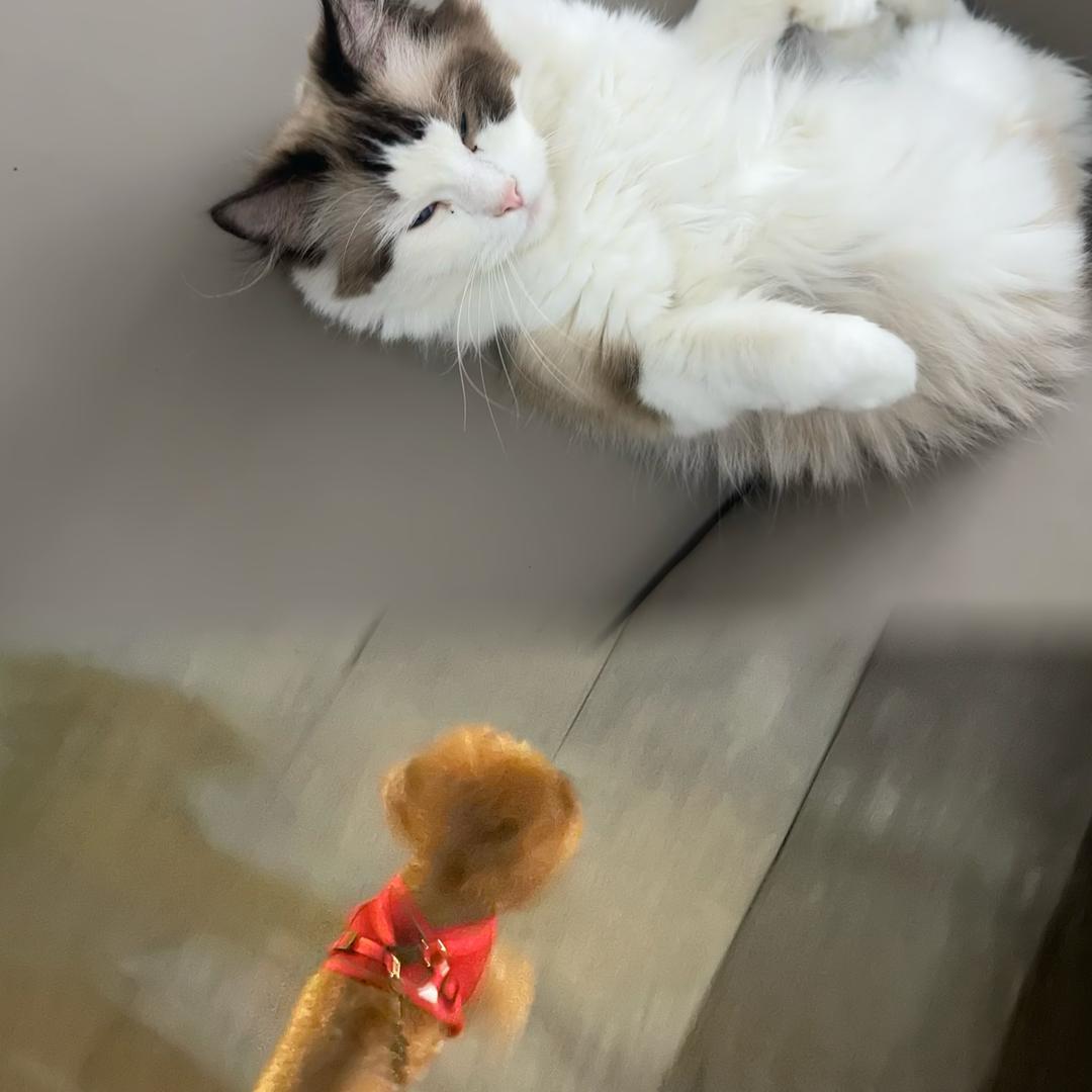 上班搭子🐱下班搭子🐶