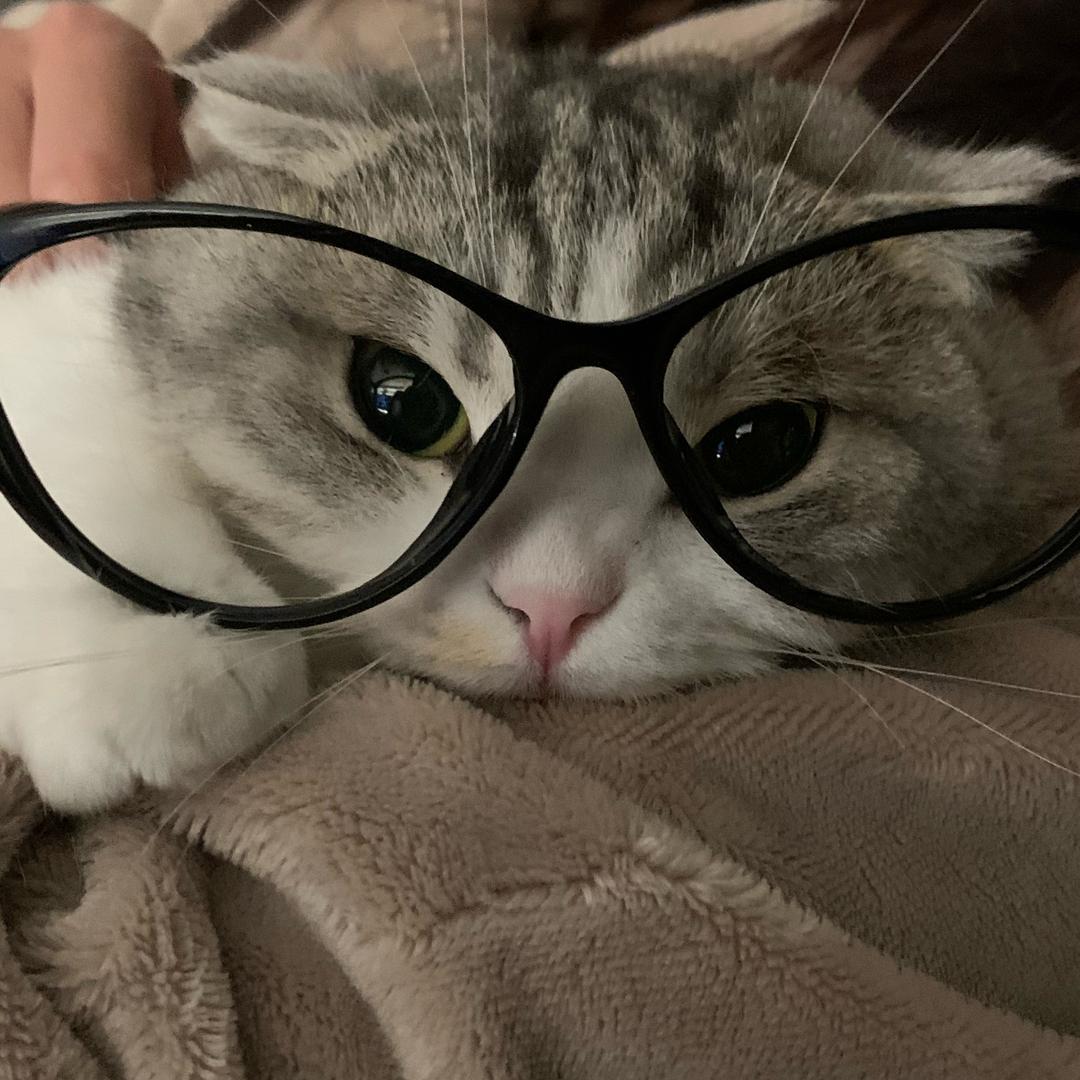 李西柚
