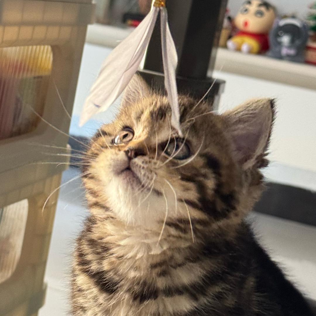 可可🍰