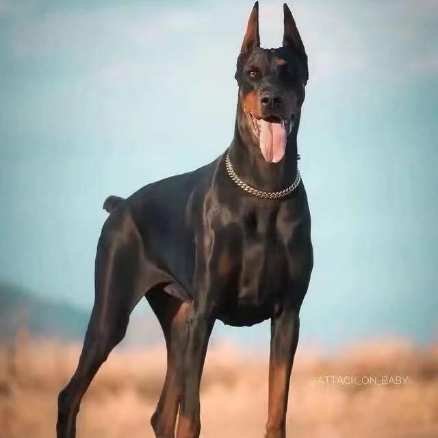德系杜宾犬