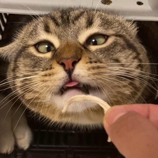 小猫coco