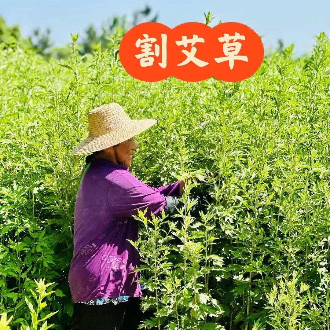 艾草堂  洋姐