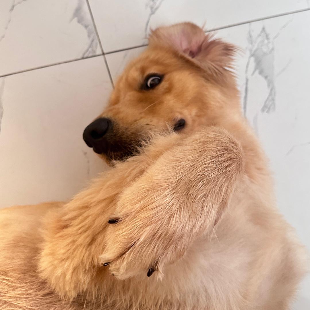我叫金条🐶