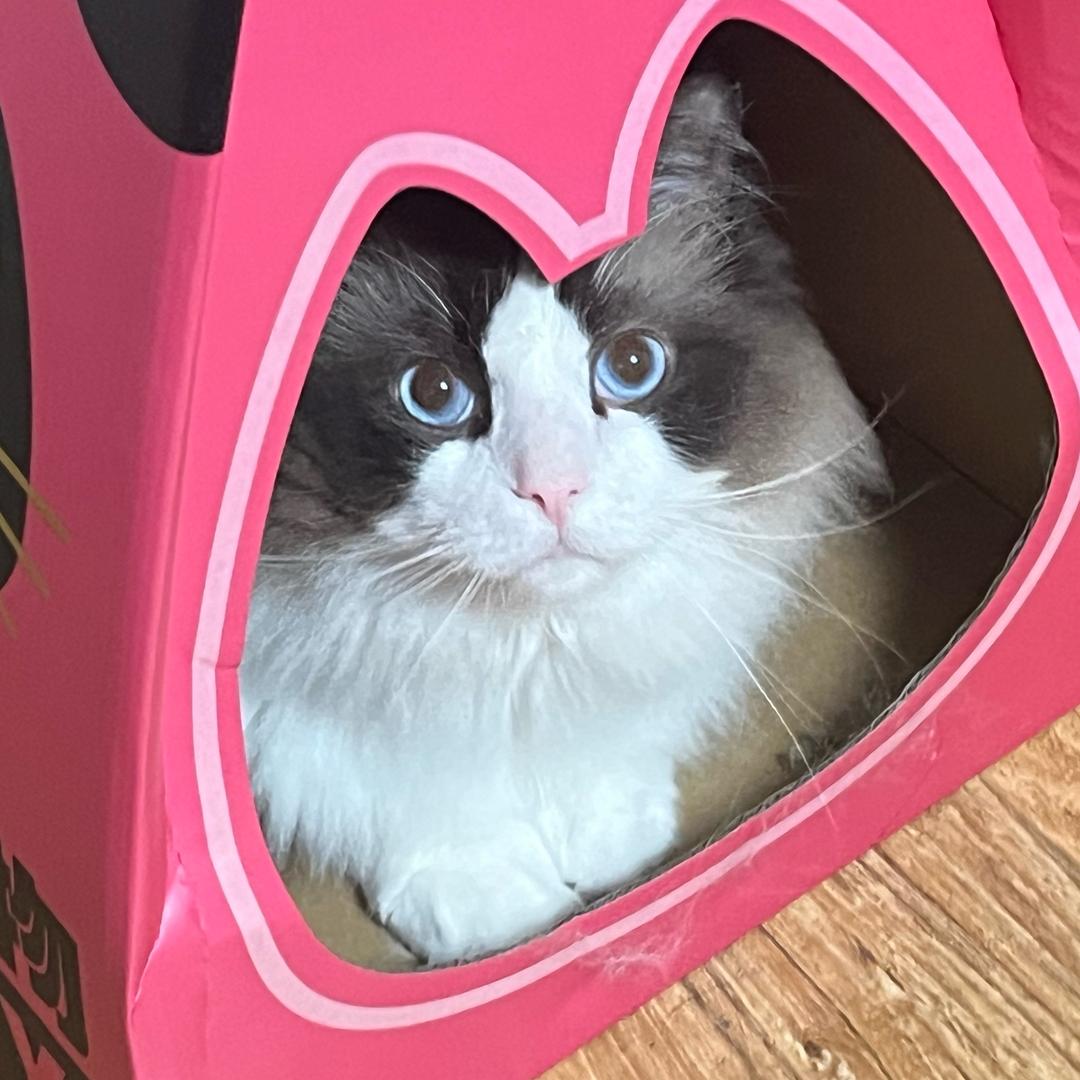 胖大海是布偶哥