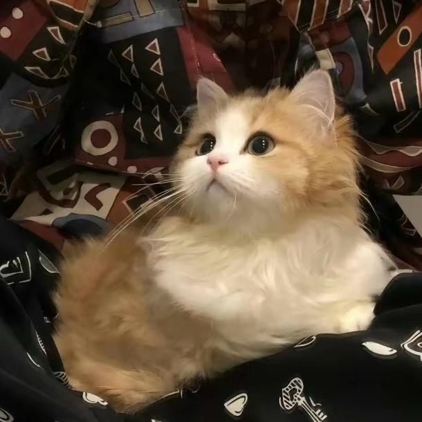 你把ʷᵒ弄丢了