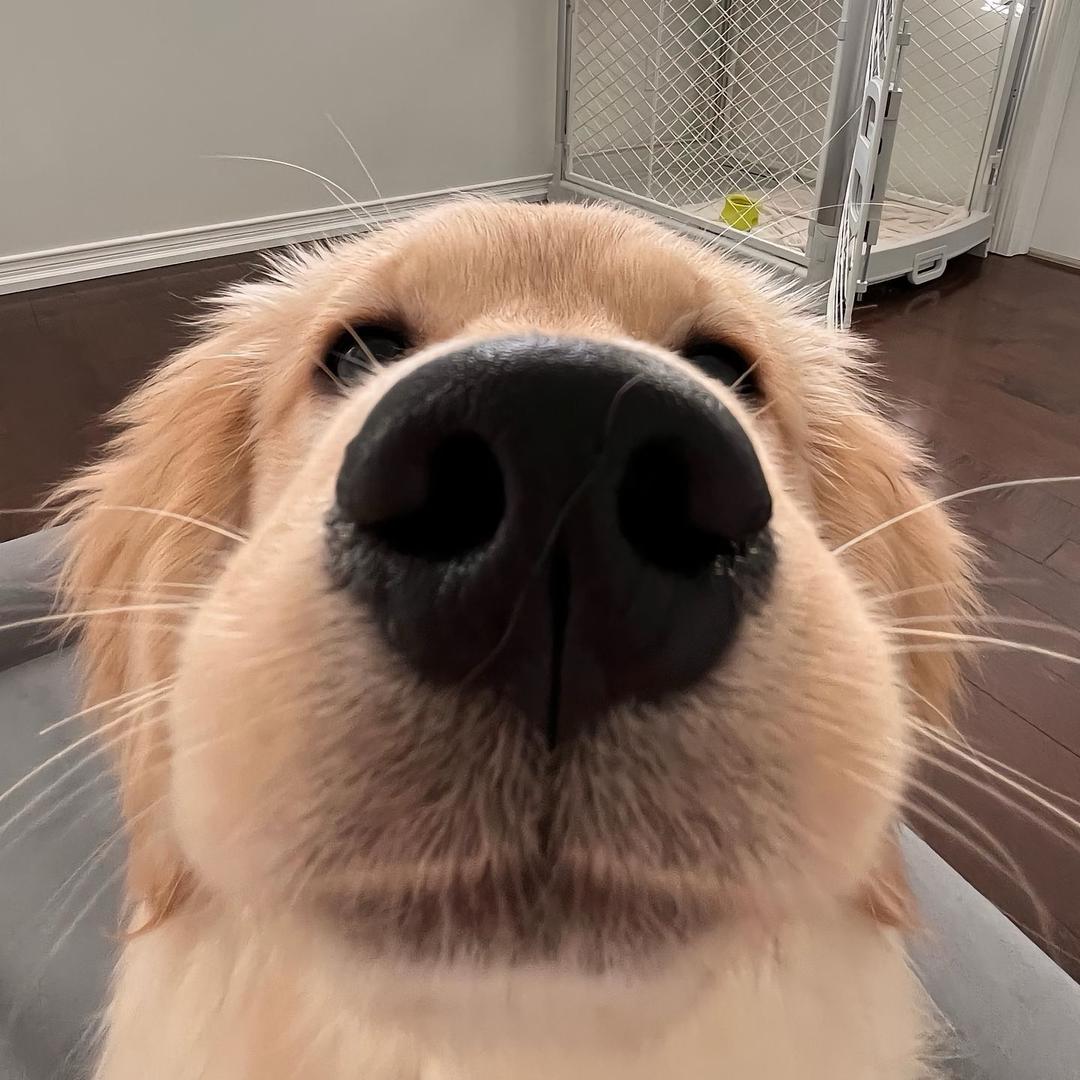 .LI