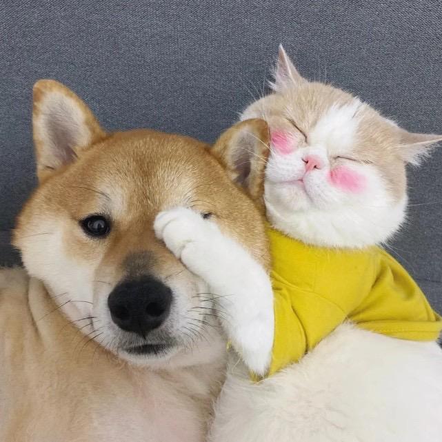 新疆宠物用品小超市