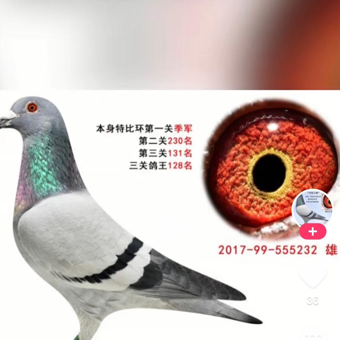 百米诚信鸽店