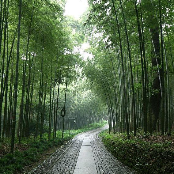 绿色植被