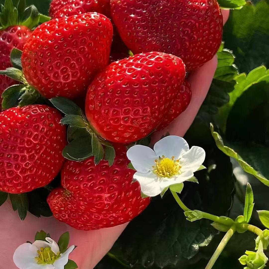 草莓种植小荆🍓
