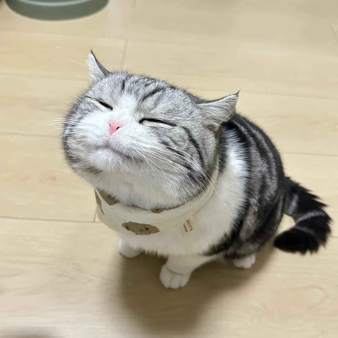 喵喵来了～
