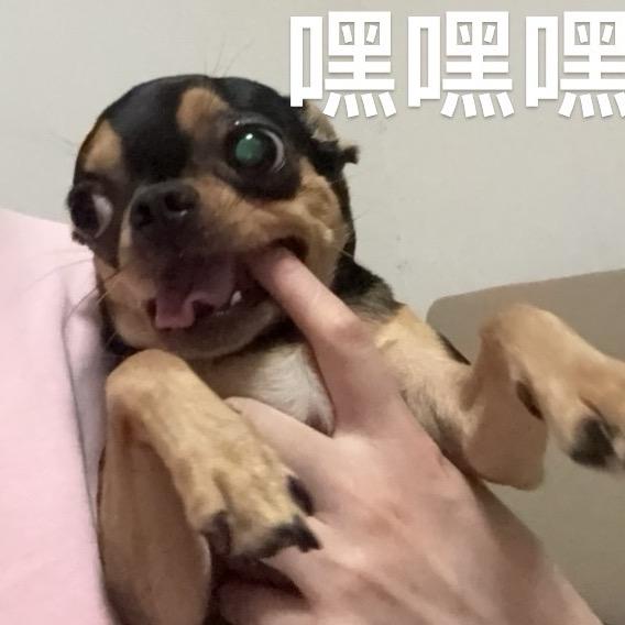 熊小宝