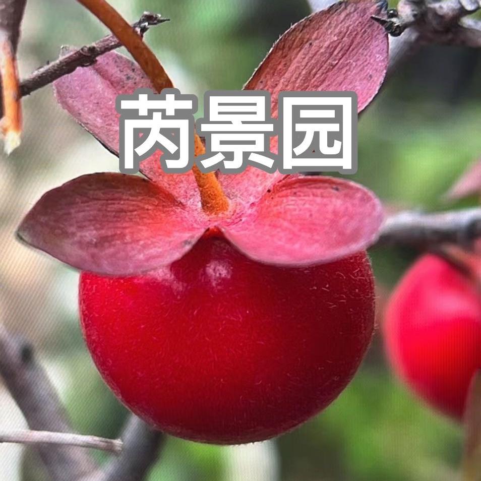 芮景园老鸦柿