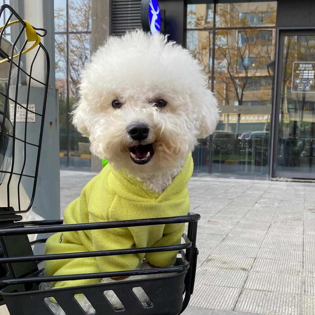 芒果爱吃肉 🐶