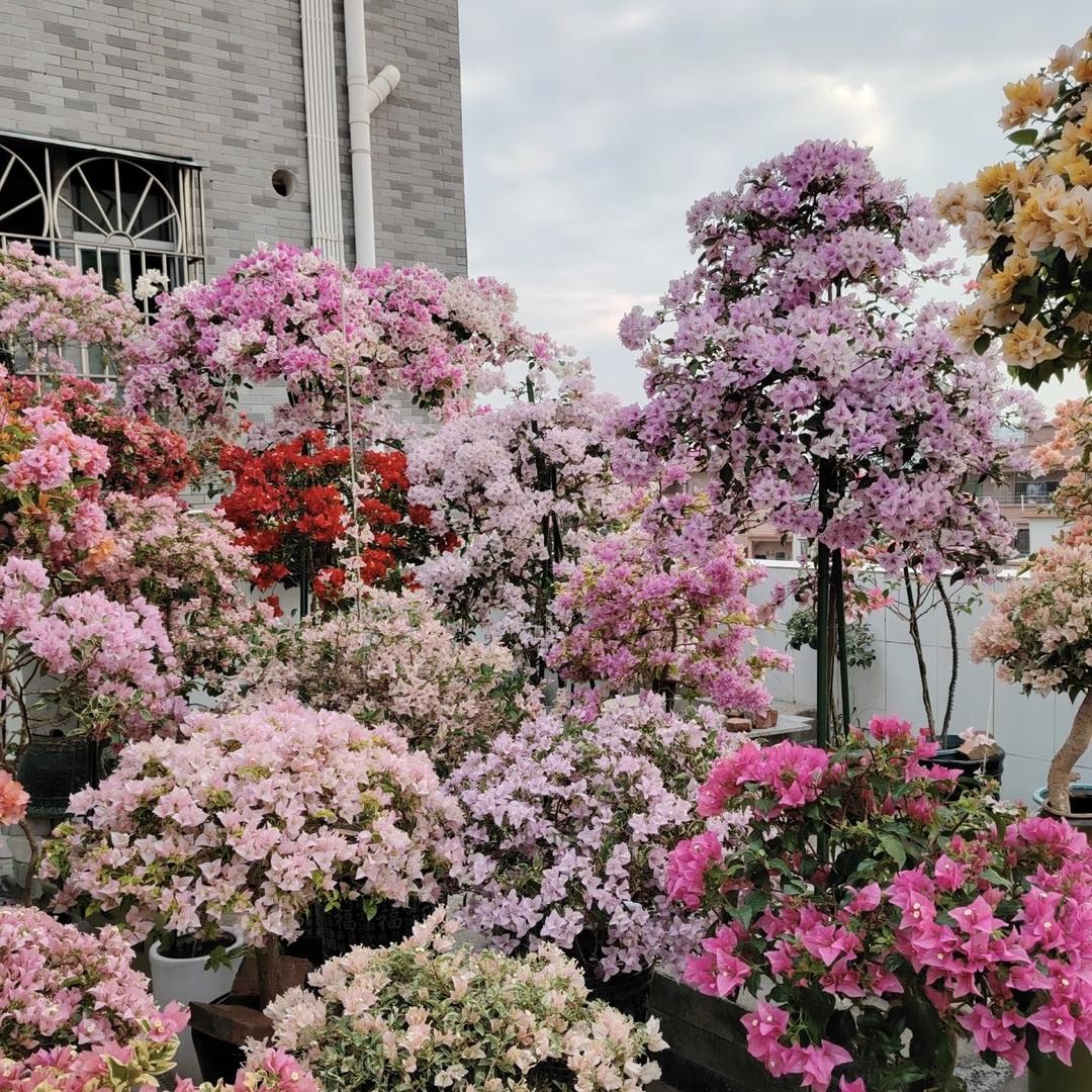 聚馥裕鲜花坊精选