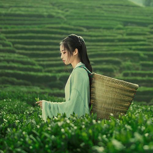茶旅三国梦