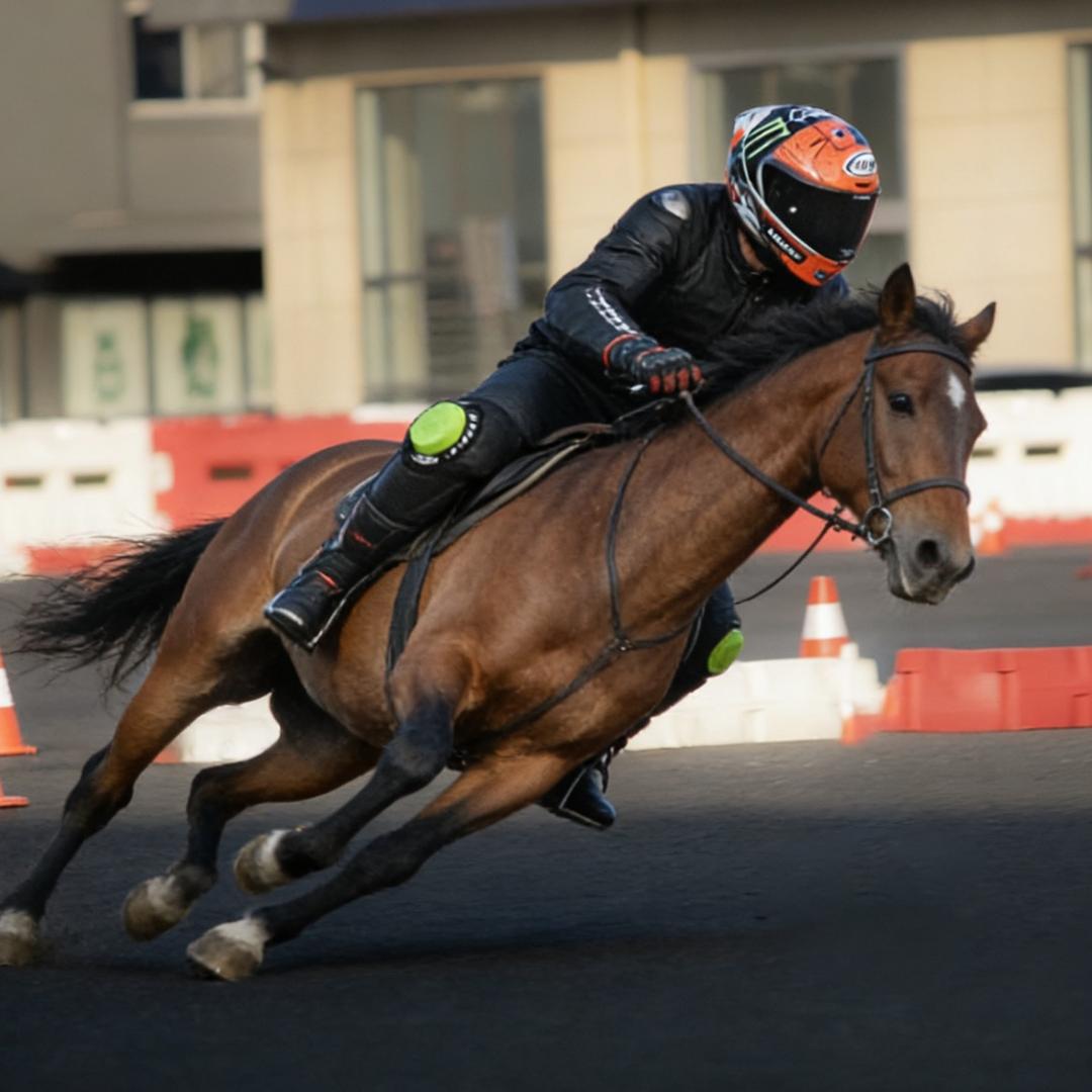比斯开湾的海鸥