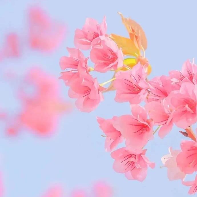 月月美肤