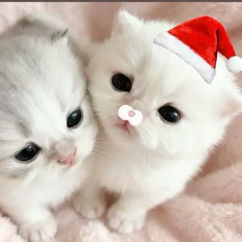 杨杨得轶