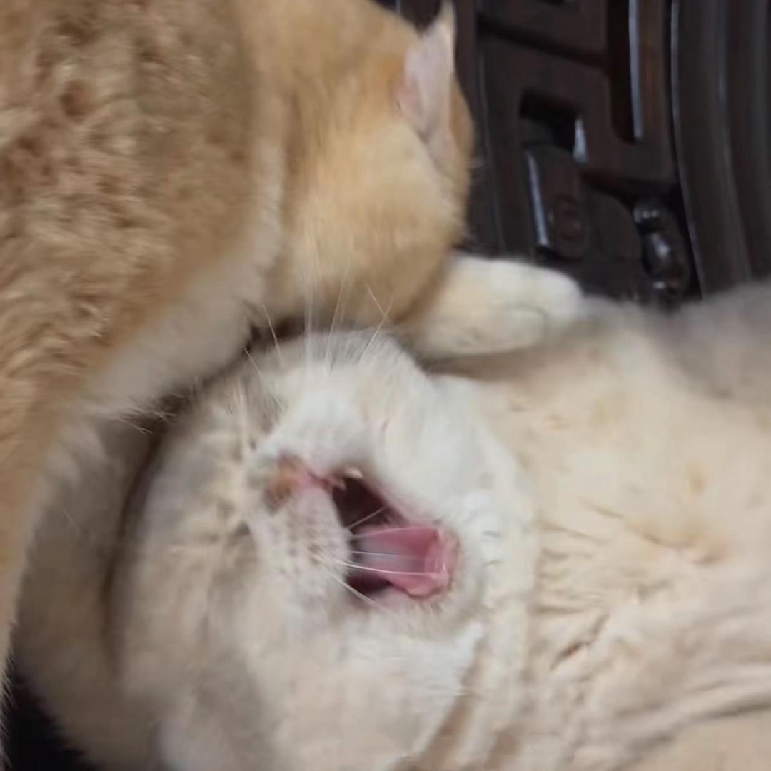 小小彤
