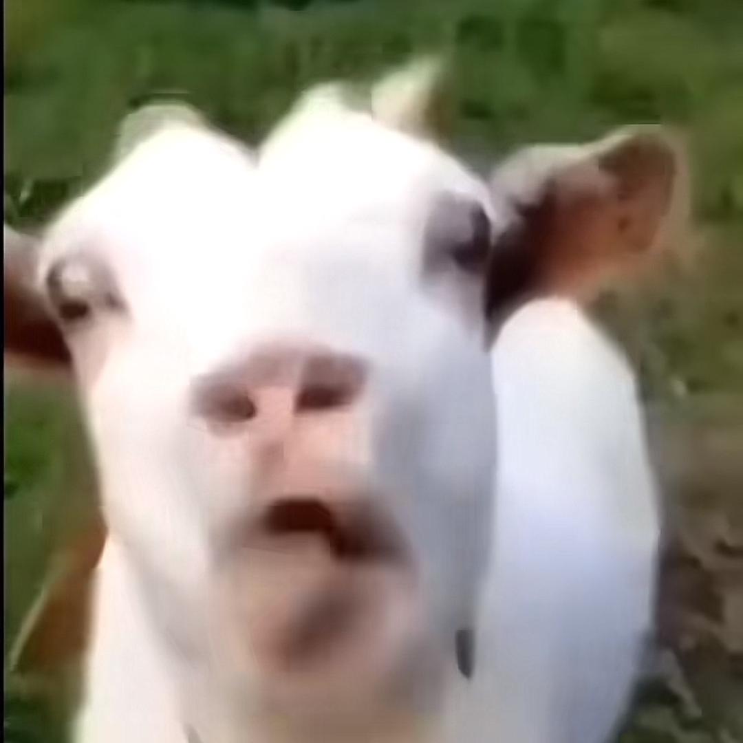 一只膻羊🐐