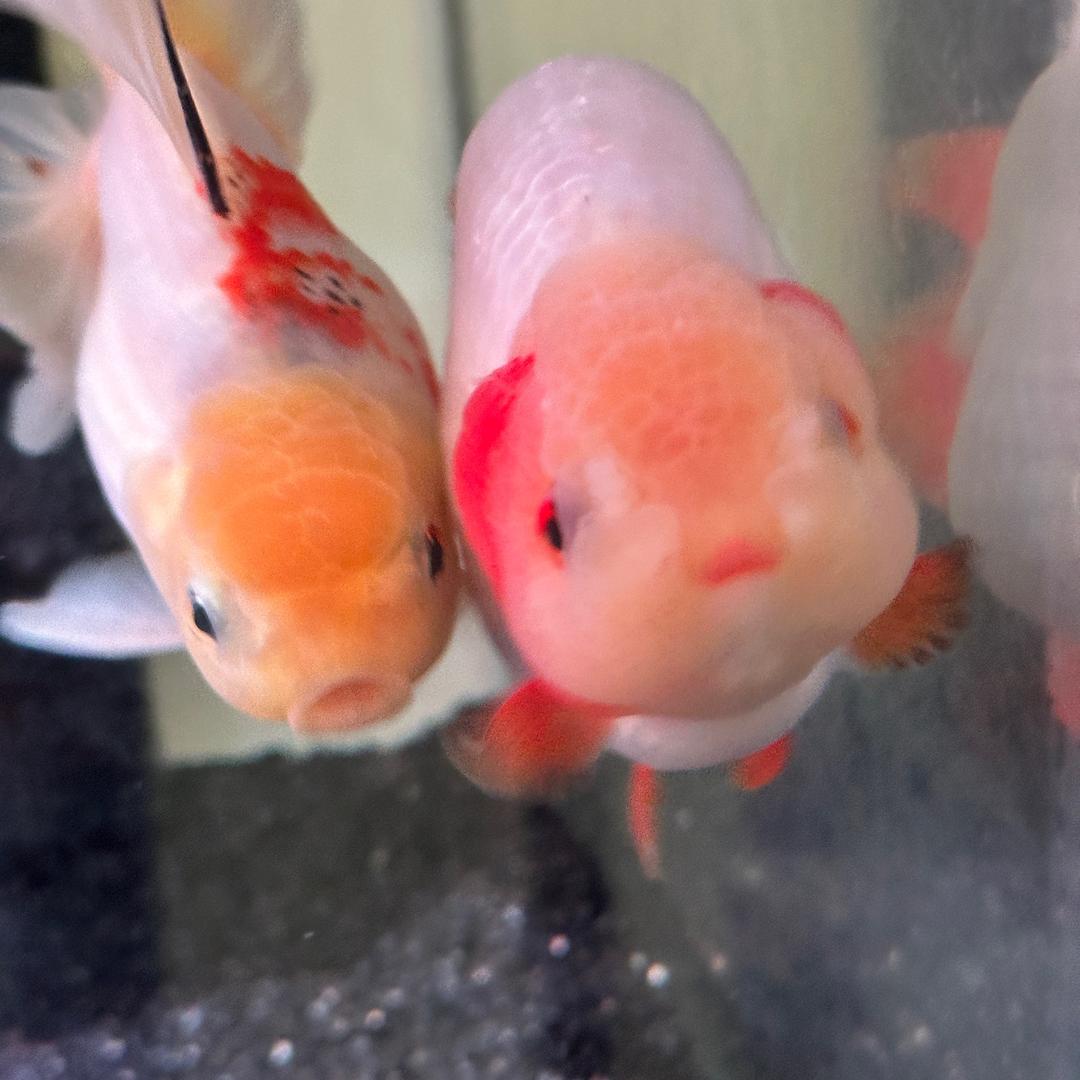 情绪不稳定养鱼佬