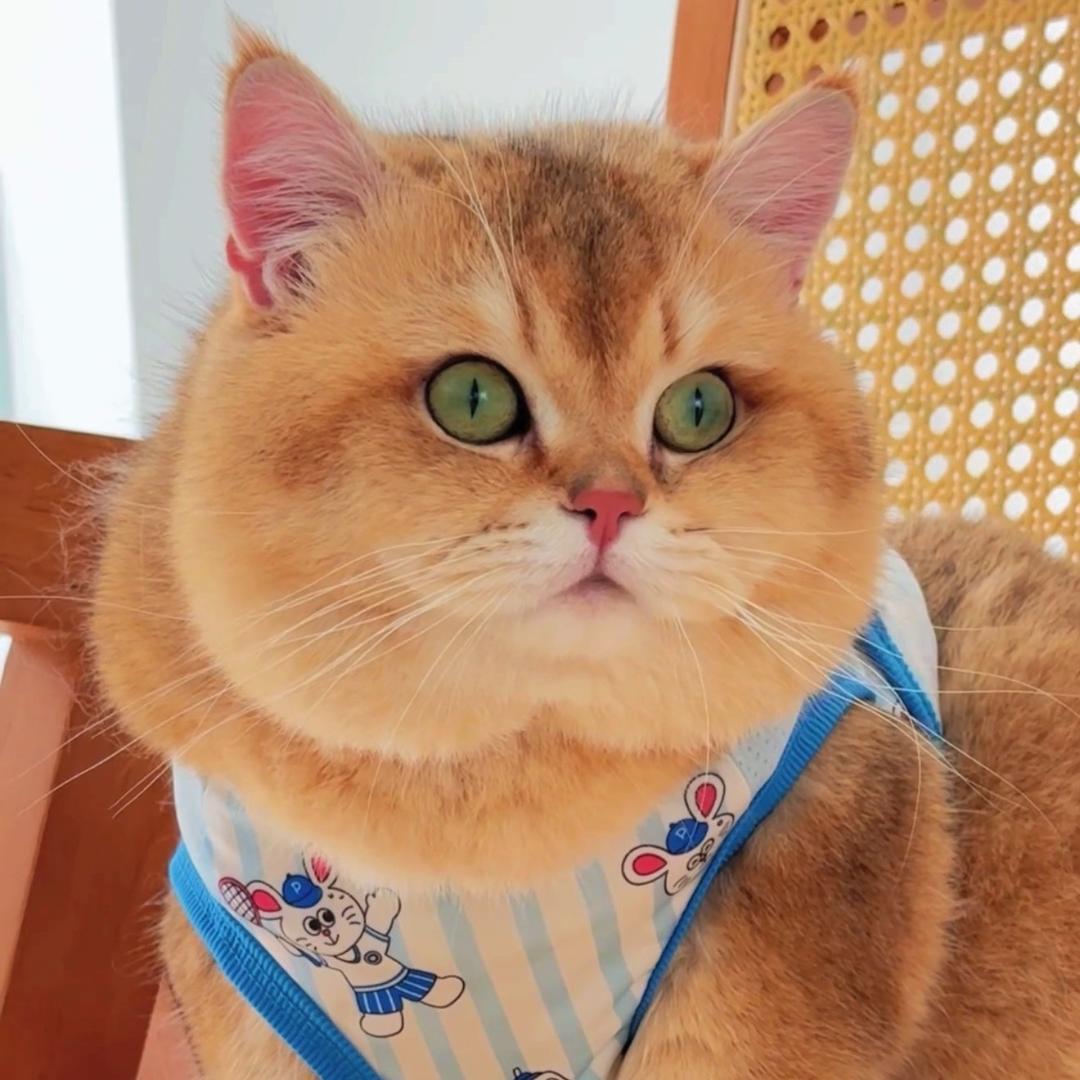 Sunny养猫胖嘟嘟｜跟着吃～来
