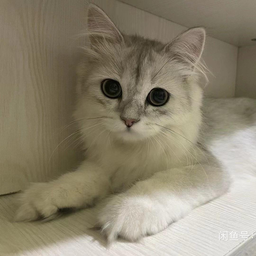 洪喵喵