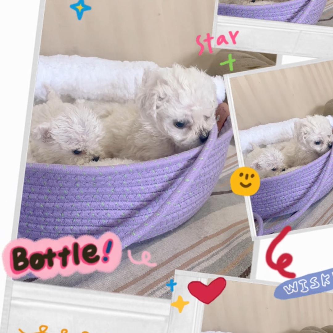 四叶草🍀的幸运