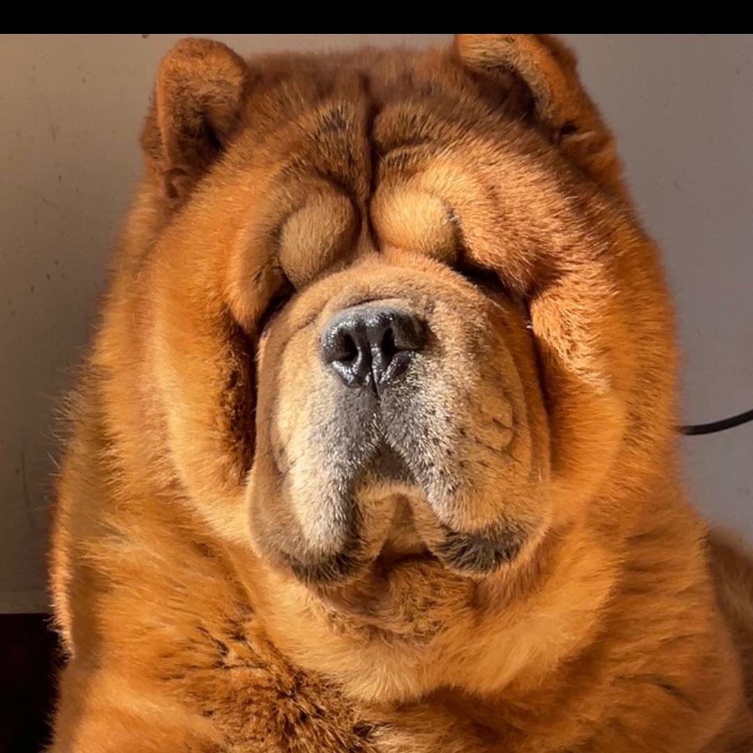 中国松狮. 文哥